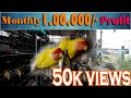 TERRACE African Love Birds Farm Chennai | காதல் பறவைகள் பண்ணை வளர்ப்பு முறை | Best Side Business