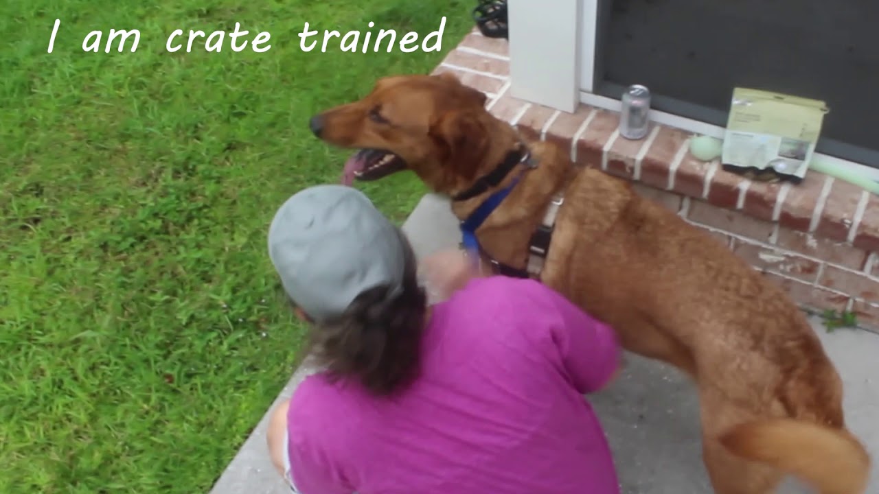 Wiley One Love Animal Rescue, Savannah YouTube