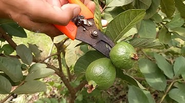 Cách làm trái cho cây ổi