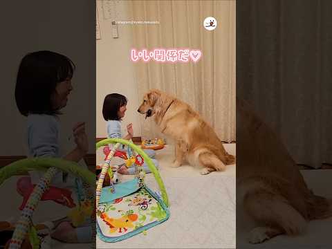 こうやって姉弟になりました☺️｜PECO #ゴールデンレトリバー #ゴールデンレトリバーと女の子 #愛犬家 #goldenretrieverandgirl #goldenretrieverlove