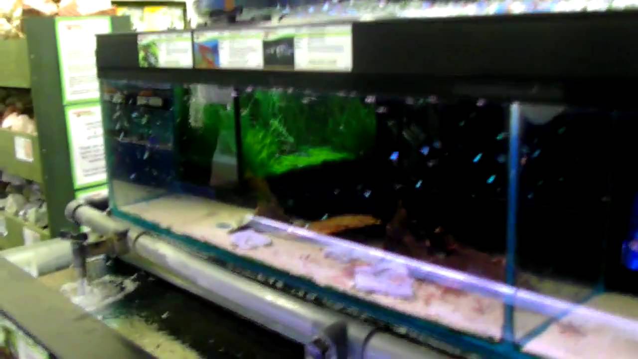 Aquarium Shop High quality and size1 YouTube