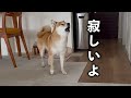 私のせいで愛犬を泣かせてしまいました…