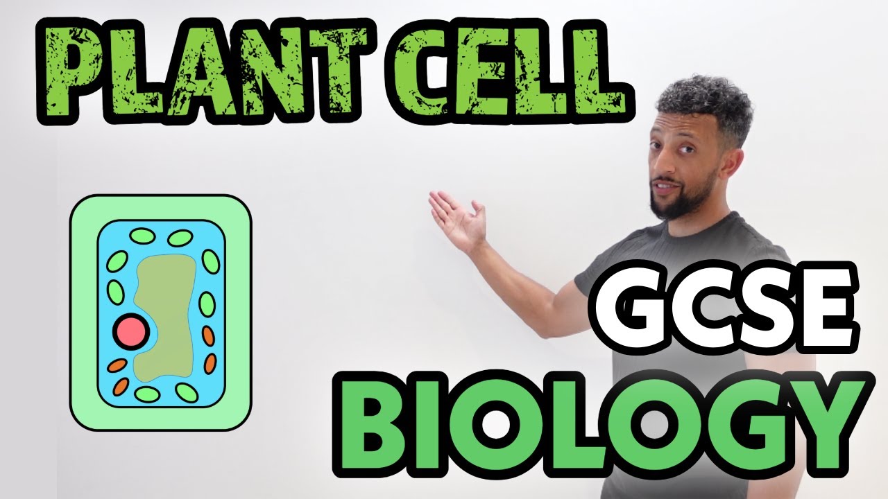 GCSE Biology - Plant Specialised Cells - YouTube