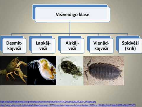 Video: Ko nozīmē vēžveidīgie?