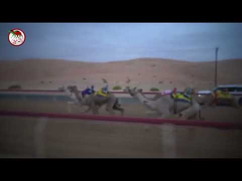 شارة الصندوق ميدان ليوا الأحد 2023 05 21 الشوط 1 فيي ل محمد سالم خلفان المنصوري