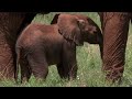 Tranquilized Elephant Mother risks crushing her baby | BBC Earth