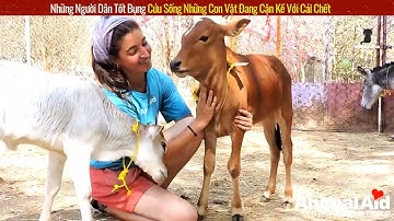 Review Con Người Và Cuộc Sống | 05 Giải Cứu Mèo Con Đáng Thương Nằm Lê Liệt Dưới Mương Nước Lũ