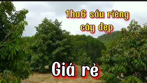 1ha6 đất sầu riêng giá rẻ.đất đỏ Bazan thoải đẹp, cây sầu riêng đẹp.Giá mong muốn 1tỷ2 Đt:0929339929
