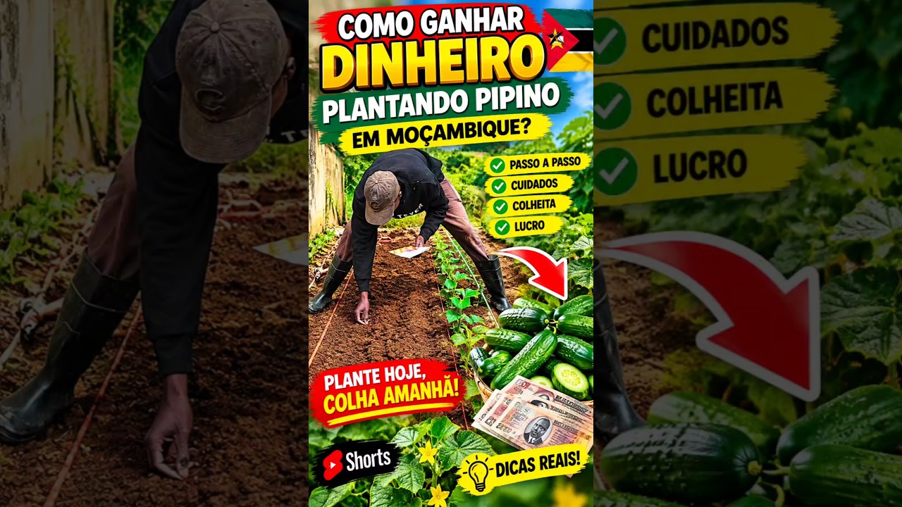 COMO GANHAR DINHEIRO PLANTANDO PEPINO EM MOÇAMBIQUE? #moçambique #agriculture #africa #agro #shorts