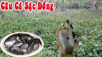 Câu Cá Sặc Đồng , Môn Câu Dân Dã Bị Lãng Quên