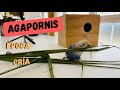 🐣TUTORIAL cria de AGAPORNIS, PASO a PASO y con EXITO #agapornis #cria #loros