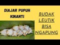 DIAJAR PUPUH KINANTI | BUDAK LEUTIK BISA NGAPUNG