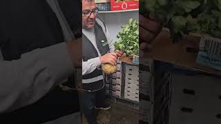 Local Leafy Celeriac