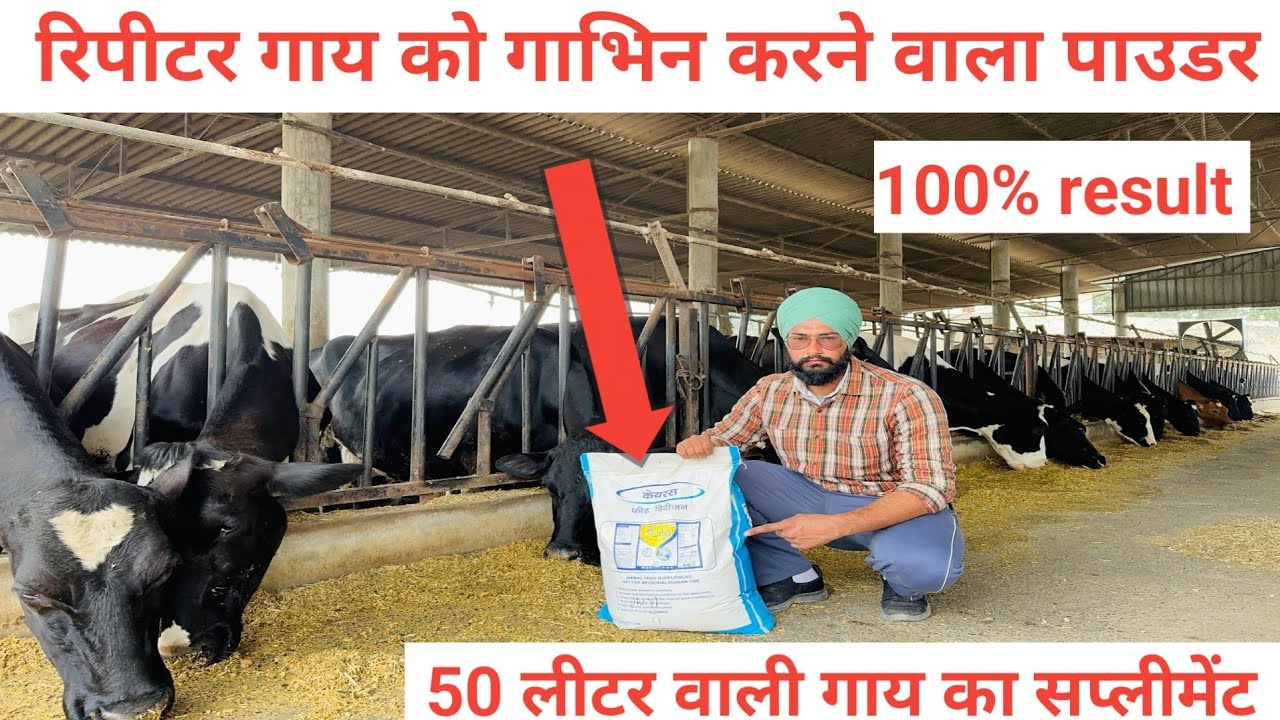 गाय गाभिन नहीं हो रही है क्या करें? Repeater cow treatment in hindi । गाय हिट में लाने का तरीका ।