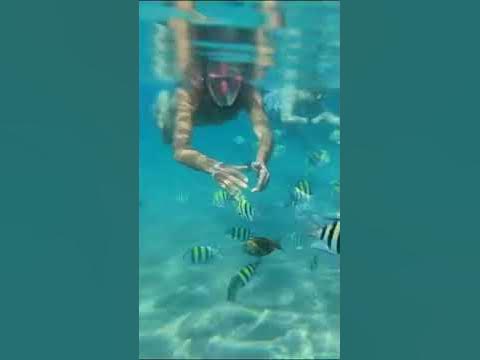 #необычные рыбы #море #красота #воспоминания - YouTube