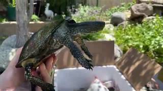 Live Ninja Turtles | European Pond Turtles Unboxing