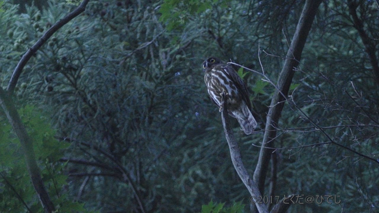空屋根FILMS#330 野鳥FHD アオバズク 夕暮れに活発に活動する親鳥 7月下旬 