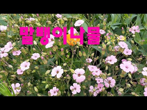 [피터의 일상] 말뱅이나물=들장구채 캘리포니아양귀비 수레국화