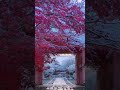 “别在原地,没人等你。”#风景#禅悟人生#日本
