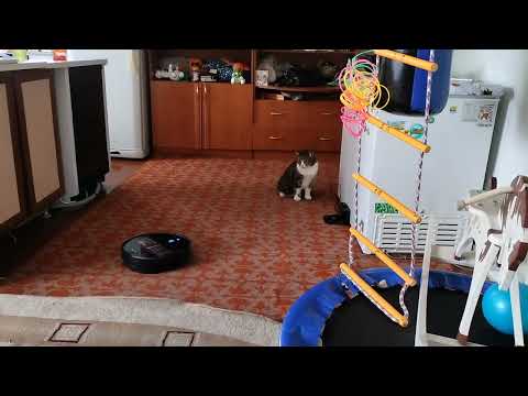British cat's reaction to a robot vacuum cleaner