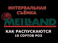 Розы селекции Мейланд 10 сортов. Интервальная съёмка роспуска цветов.