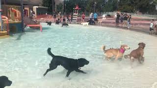 Doggo Splash Pool Party 2019