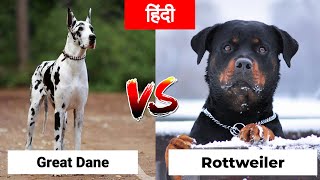 Great Dane Vs Rottweiler in Hindi | Dog VS Dog | PET INFO | Which One Best For You as Pet? by PET INFO 16,074 views 2 years ago 4 minutes, 14 seconds