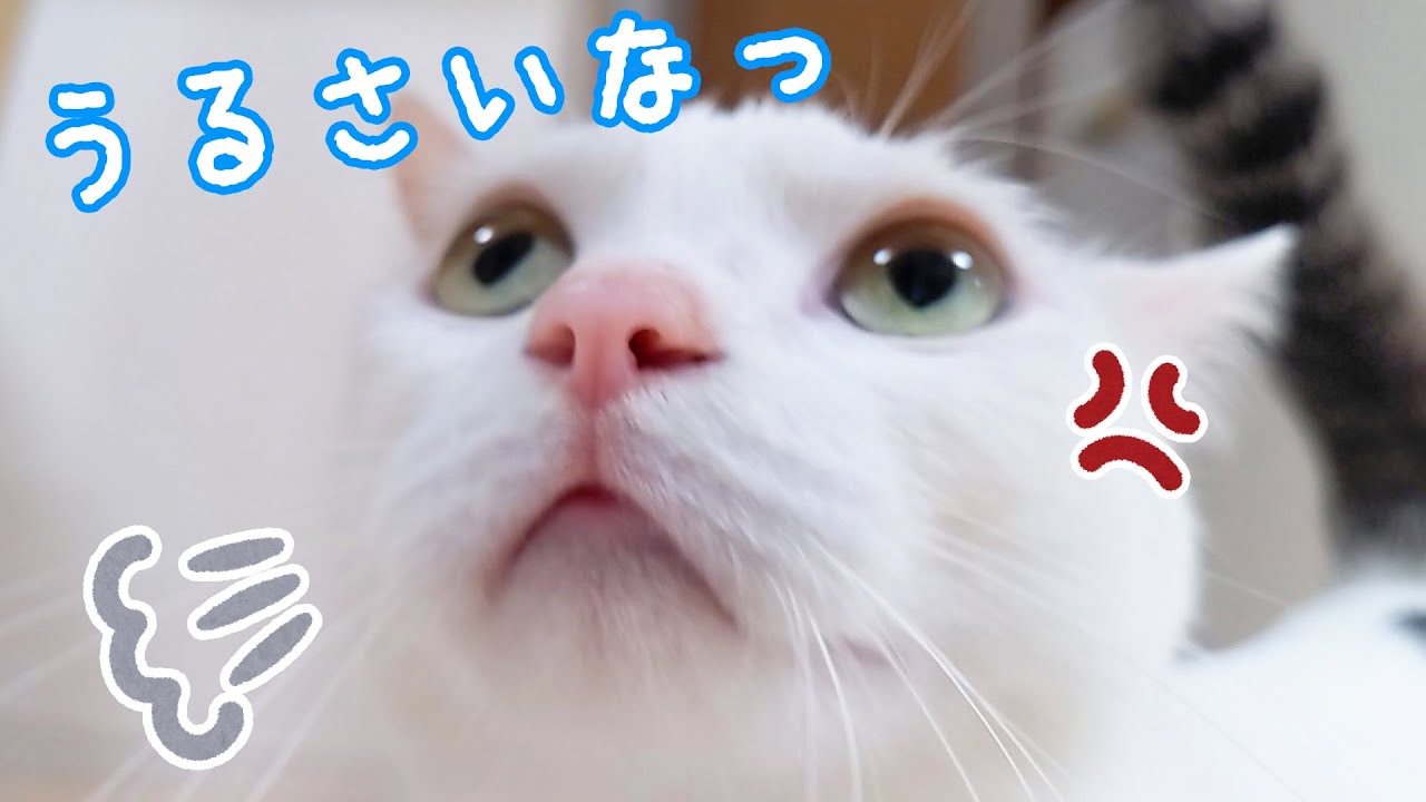 パパに甘える猫たちと怒って文句を言う猫チロさん