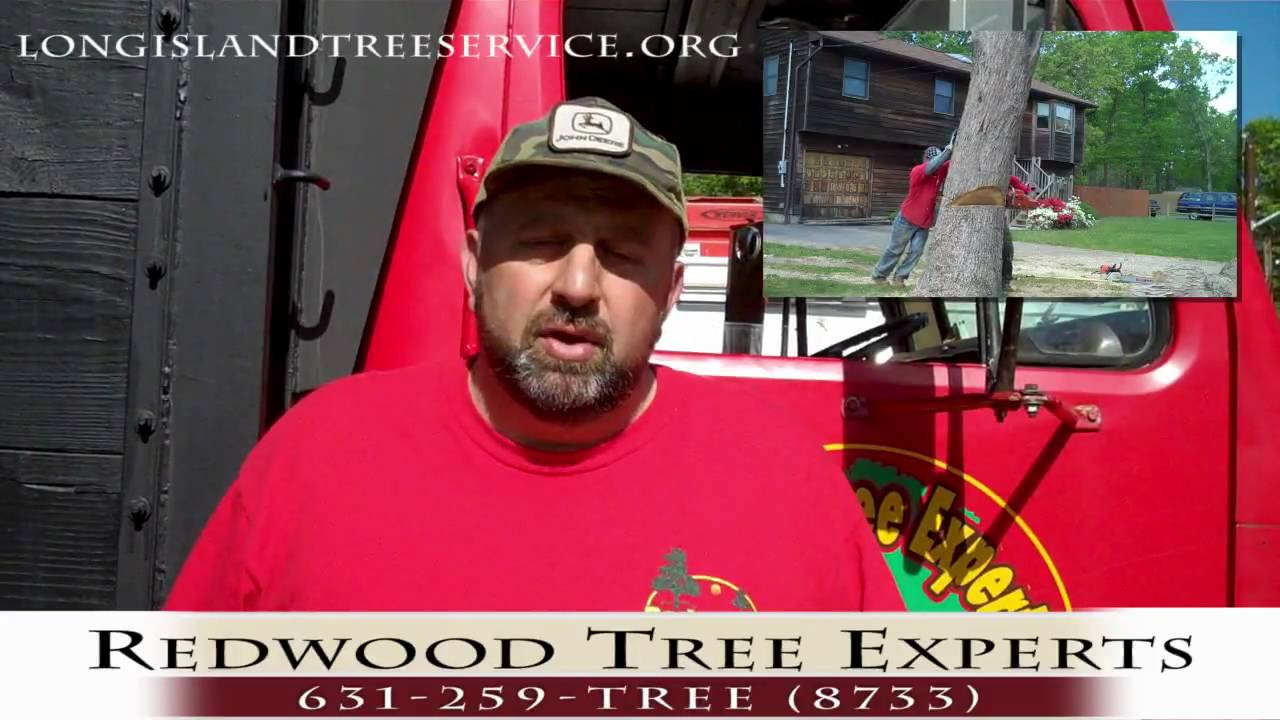 Long Island Tree Service YouTube