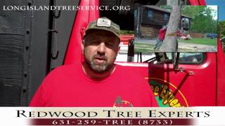 Long Island Tree Service