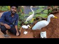 Cement കൊക്കിനെ ഉണ്ടാക്കിയാലോ|how to make cement bird|cement crane bird making|fish pond bird