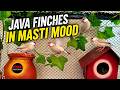 Java Finches in Masti Mood 🦜 #youtubevideo #youtube #fawnjava #javasparrow #birds