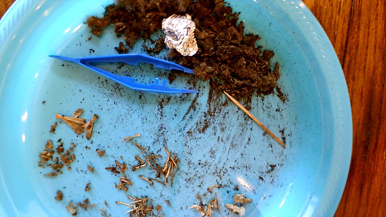 How to Dissect an Owl Pellet