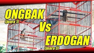 DUEL Kapas Tembak ONGBAK Vs Kapas Tembak ERDOGAN Di RAFHA CUP 1