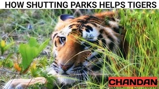 How shutting parks helps tigers