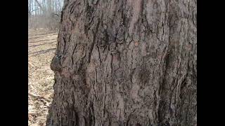 Sugar Maple (Acer saccharum)