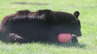 Black Bear Gruff And Ball A83I9396