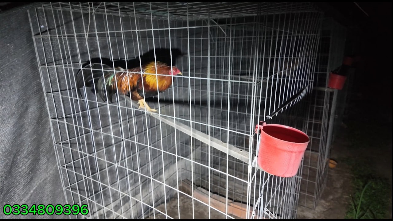 Tối mùng 2 tết vui chơi không quên nhiệm vụ theo dõi phân và tình trạng sức khỏe gà ban đêm