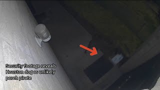Security footage reveals dog as unlikely porch pirate