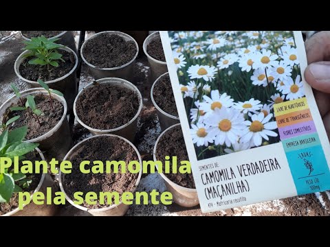 Vídeo: Como cultivar camomila a partir de sementes - Guia para plantar sementes de camomila