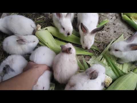 ბეტონზე გაშვებული კალიფორნიულის ბაჭიები❤️