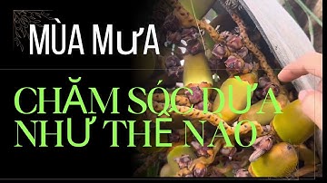 Hướng dẫn chăm sóc cây dừa Mã Lai đầu mùa mưa đúng kỹ thuật nông dân giỏi