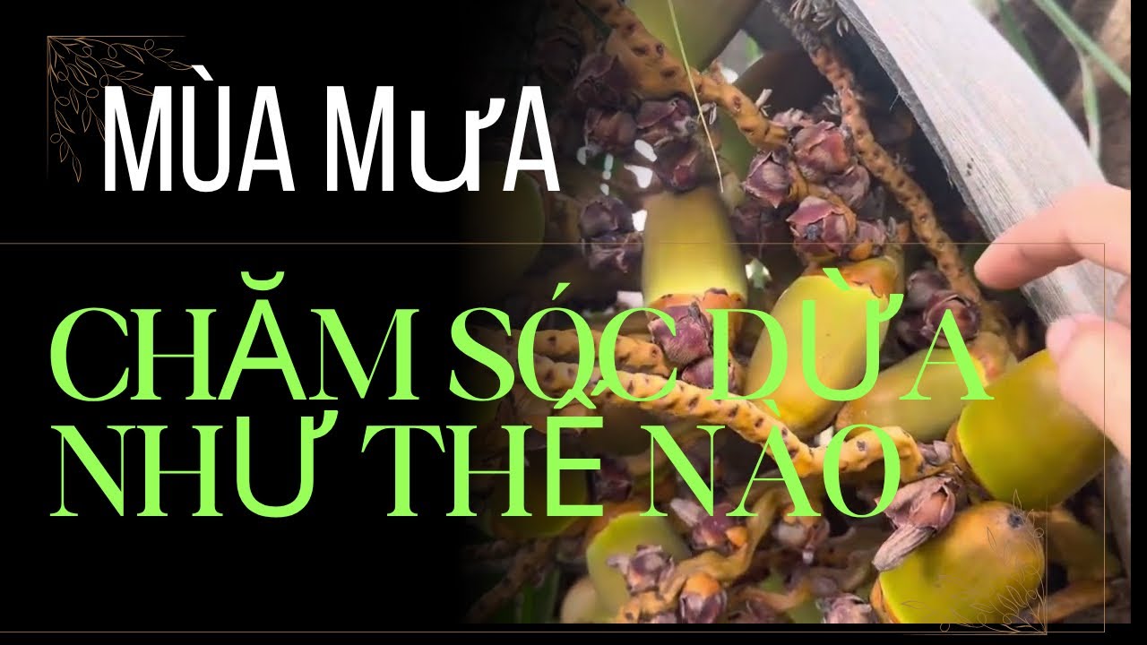 Hướng dẫn chăm sóc cây dừa Mã Lai đầu mùa mưa đúng kỹ thuật nông dân giỏi