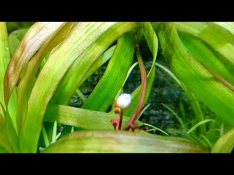 Video: Pragtige Echinodorus Met Hartblare