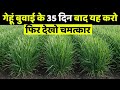 गेहूं बुवाई के 35-40 दिन बाद डालें ये सीक्रेट खाद 🌱 gehun ki dusri sacchai mein kaun sa khad dalen