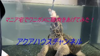 マニアで歌手の小牧さん宅で ワニガメの餌やりです 迫力満点 最高でした Youtube