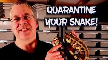Should I quarantine my new snake?