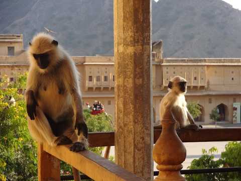 The Amber Fort   Jaipur India