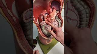 Gallbladder and the common bile duct