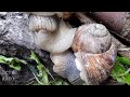 "Любовные стрелы", Хеликс поматиа (Helix pomatia)